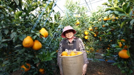 승수농장 제주 서귀포 고당도 카라향 산지직송 가정용 혼합과 15Brix, 5kg, 1개 : 승수농장
