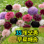 솔체 혼합 꽃모종 35개 : 써니네꽃