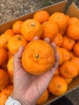 승수농장 제주 서귀포 고당도 카라향 산지직송 가정용 혼합과 15Brix, 5kg, 1개 : 승수농장