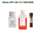 G6008-40ML 과학 연구 실험 소모품 스트레이트 헤어 표본 병 (40 ml piece) 6.8x3cm 20PCs 봉지 : 진하유통24