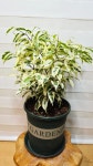 [스타라이트벤자민] 반짝이는 아름다운 빛을더한 잎 A0185 -동일품 배송- 높이:50cm 폭:40cm : -수림화원-