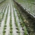 유공 멀칭 비닐 텃밭 주말 농장 농사용 잡초 방지 보온보습 소량판매 : 십육층상점