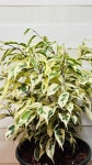 [스타라이트벤자민] 반짝이는 아름다운 빛을더한 잎 A0185 -동일품 배송- 높이:50cm 폭:40cm : -수림화원-
