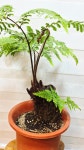[황금송고사리] 대품 독특한 황금빛 줄기와 우아한 잎 A0187 -동일품배송- 높이:60cm 폭:70cm : -수림화원-
