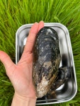 해녀채취 제철 생물 자연산 특대 홍합 1kg (섭/담치) : 영롱한수산