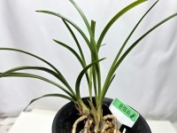 한국춘란 운정소 : 보람난원