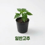 일반고추 모종 5개 l 텃밭 주말농장 고추모종 : 세종육묘장