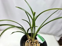 한국춘란 운정소 : 보람난원