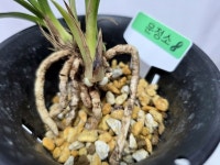 한국춘란 운정소 : 보람난원