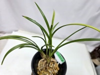 한국춘란 운정소 : 보람난원