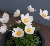 사계바람꽃 : 다다플라워