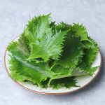 시소잎 일본 깻잎 3팩 : 백미양식