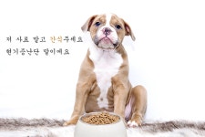 카리에스 강아지 덴탈껌 치석제거 치약 6p : 밀블 스토어