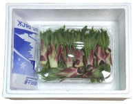 지리산 특 엄나무순 1kg 개두릅 엉게나물 엉게나무순 엉개나무순 : 제철오봉