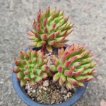 [수암다육] 올리브 랜덤발송 Echeveria 'Spruce Oliver' 다육 다육이 다육식물 반려식물 국민다육 아프리카식물 271 스프루스 올리버...