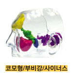 -미국 GPI 인체모형 투명한 코모형 사이너스 부비강 G2851 : 종로씨엔피