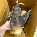 산지직송 거제도 맹종죽순 분죽 생죽순 5kg, 1개 : 산지직송 늘푸른농산