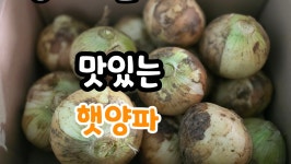 무안 햇양파 5kg : 솔바위팜
