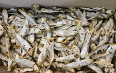 남해통영 국물멸치 육수용멸치 다시멸치1.5kg 가정용고급 대멸 고노리 곤어리 : 어부의설레임