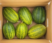 파파야 멜론 10kg, 1개 : 제화농산