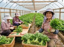 국내산 나주 산지직송 당귀순/잎당귀(장아찌,쌈채소용) 0.8~1kg 박스포함 알뜰농장 : 대기상회