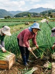 국내산 전남 흙대파 산지직송 2단4kg 4단8kg 알뜰농장 : 대기상회