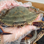 프리미엄 서해안 암꽃게 간장게장 2.5kg(4미) 게장맛집 간장꽃게장 담그는법 황금레시피 : 오팜 착한농장 장터