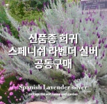 코티지더베르 스페니쉬라벤더 실버 모종 포트 화이트 은빛 가든 정원식물 : 코티지더베르