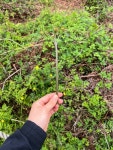제주도 제주 고사리 햇고사리 생고사리 고비 봄나물 국산고사리 제사나물 1kg : 제주볼레섬농장