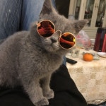 개고리 멋진 애완 동물 고양이 안경 눈 착용 레트로 라운드 선글라스 작은 개 사진 소품 액세서리 제품 : 마이커넥션스토어