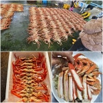 갈릴리수산 국내산 포항 제철 박달 영덕 대게 게 1kg [국산박달] 부터 러시아 : 갈릴리 수산