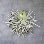 박쥐란 P. Willinckii Dwarf Bacteria 드워프 (Sporeling) [ 랜덤상품 ] : 식물가게 사월오일