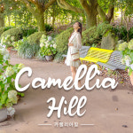 제주 카멜리아힐 +조안베어뮤지엄& 낙타트래킹& 자연인족욕 / 제주 여행 수국 동백 핑크뮬리 : WEPICK