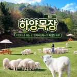 [홍천] 하양목장 이용권 강원도 키즈카페 동물원 양떼목장 아이랑 가볼만한곳 : LSCOMPANY