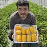 성주참외 고당도 산지직송 (가정용) 10kg, 1개 : 털보네 농장