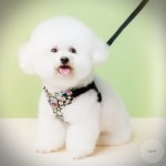반려견 하네스 소형견 강아지 방지 가슴줄 리드줄 용품 산책 : 글램샵