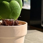 포플랜트 더블 하트 호야 분갈이 미니 다육 선인장 : PAWPLANT