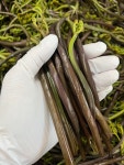 제주도 제주 고사리 햇고사리 생고사리 고비 봄나물 국산고사리 제사나물 1kg : 제주볼레섬농장