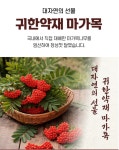 보령 마가천 진액 골드 기관지 폐 건강 마가목즙 : 농재
