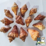 천연 텔레스코피움 껍데기 - 허밋 크랩 대체품 수족관 장식 DIY 공예 재료 수제 조개껍질 : 쿠쿠스토어4호