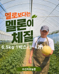 천안 수신멜론 홈런스타메론 6.5kg 1박스(3~4과) : 해피해피 수신치유농장