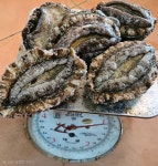 [산지직송] 흑산도 자연산전복 1키로 7~8미 : 흑산도홍어젬마수산