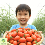 푸른마을 로얄과 대추방울토마토 국내산 당일출고 당일배송, 5kg, 1개 : 푸른마을농수산