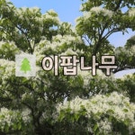 이팝나무 묘목 실4년 5치 장포트묘 : 목림원예