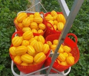성주 고당도 꼬마참외 2KG (10~14입)  실중량 : 시원농수산