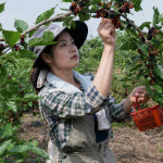 뽕잎 뽕나무 잎 국산 600g, 300g 2개입 : 스트로아일랜드