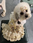 시원한 금빛 리본 여름 강아지 원피스 귀여운 고양이 드레스 예쁜 강아지 공주 옷 촬영 파티 : 럭셔리펫.