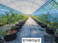 블루베리 생과일 1kg 쌍치베리농장 : 쌍치베리스토어