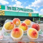 대극천 복숭아 쫀득 복숭아 꿀brix 당도보장 가락시장 직송 : 하이과일가게