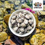 국내산 해감 꼬막 새꼬막 1kg 여수 벌교 : 남해촌놈들